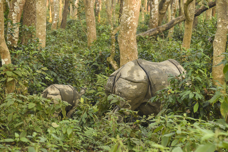How COVID-19 became a poaching epidemic for Nepal’s endangered wildlife