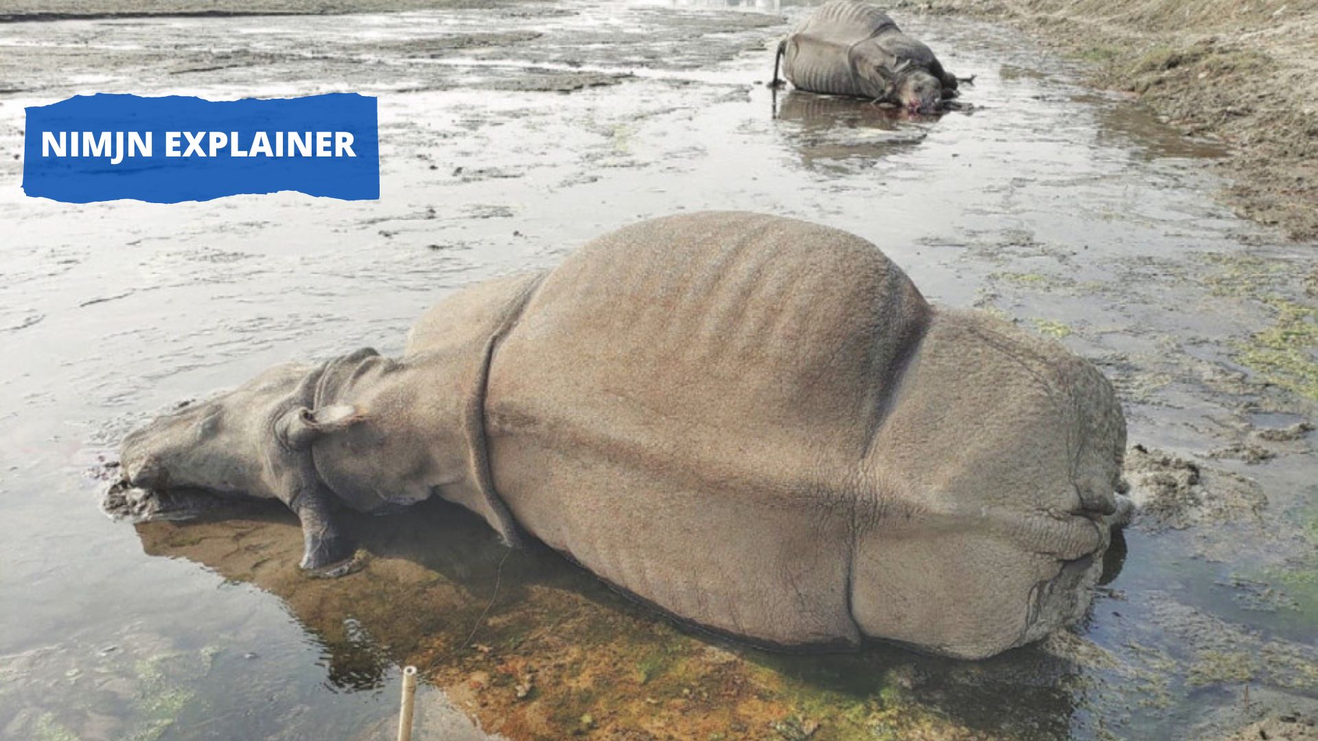 Electrocution Emerges as a New Threat to Nepal's Rhino Conservation