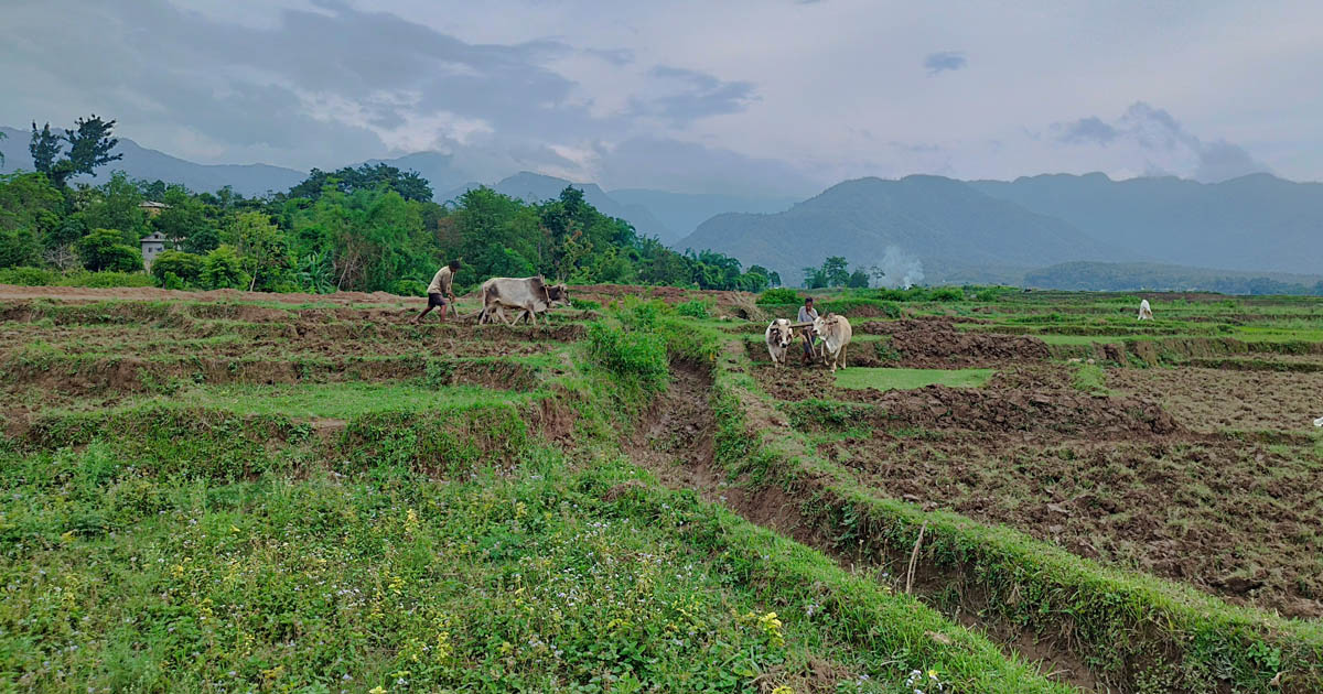 चुरे विनाशको असर : दाङमा रोपाइँ प्रभावित