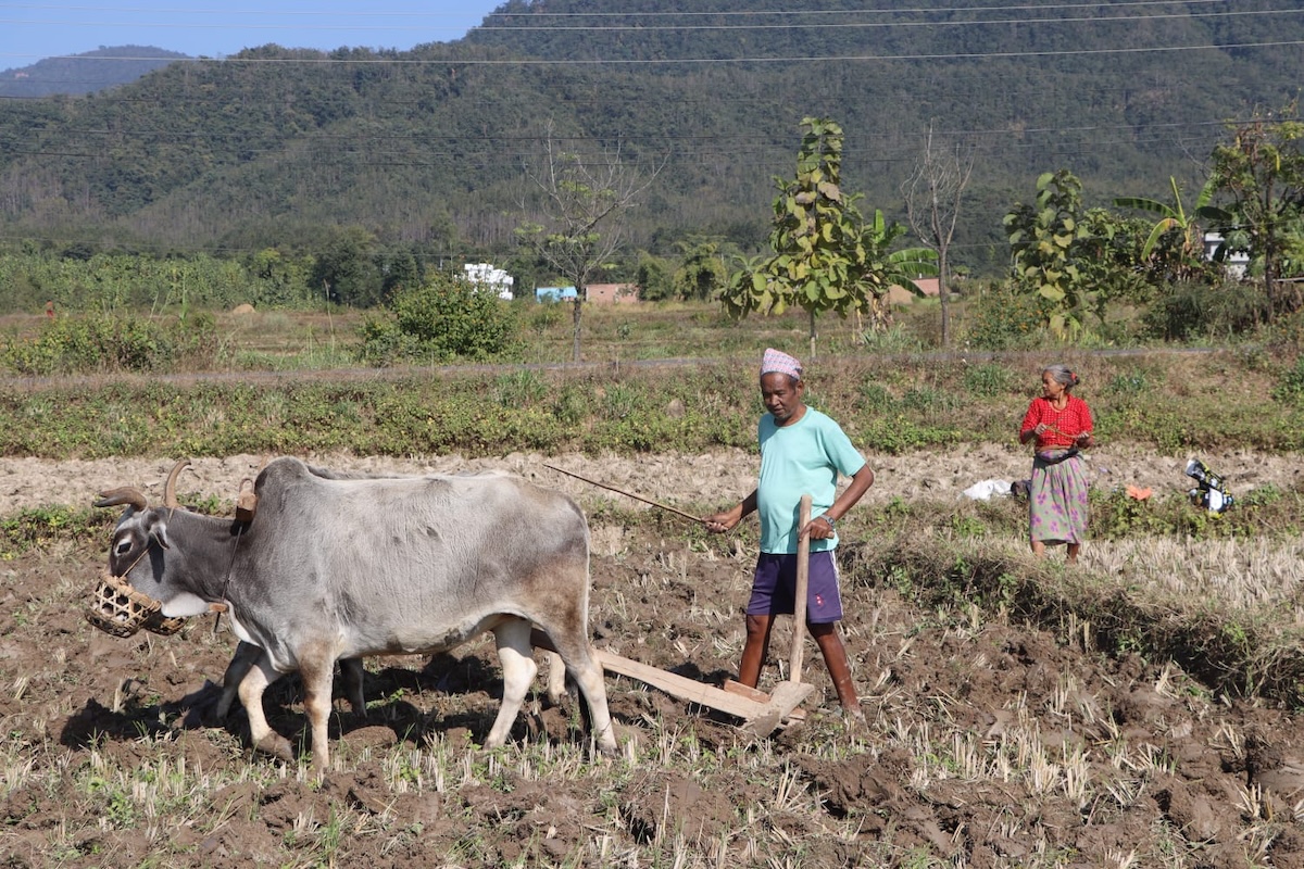 वास्तविक किसानले नै पाउँदैनन् अनुदान