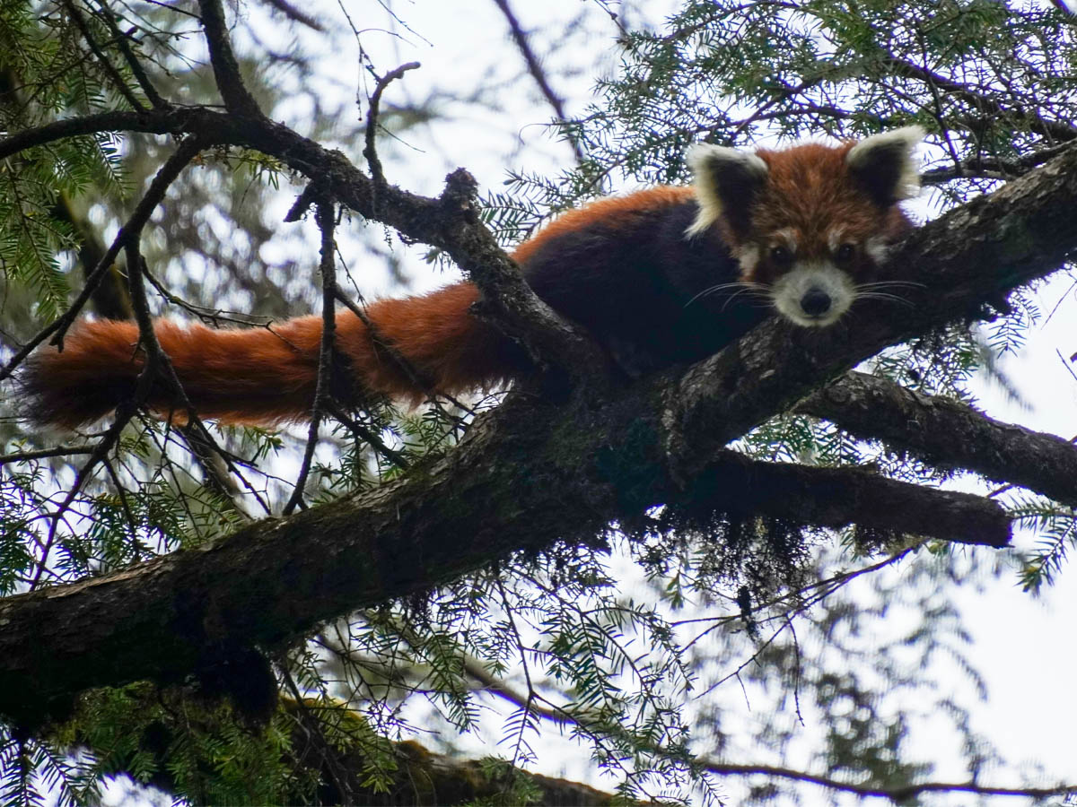 रेड पाण्डा जोगाउन सामुदायको प्रयास