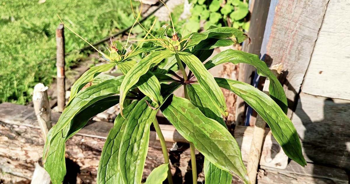 जलवायु संकटमा जडीबुटी 