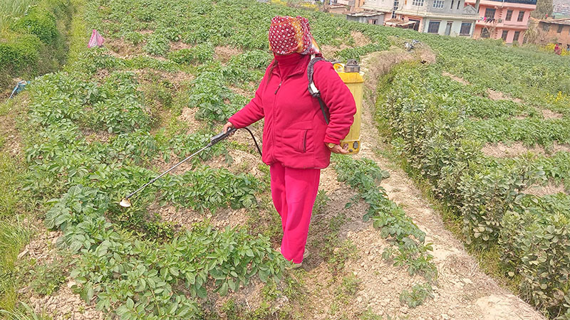 Farmers-Using-Pesticides-at-Panuti-NIMJN-1755508041.jpg