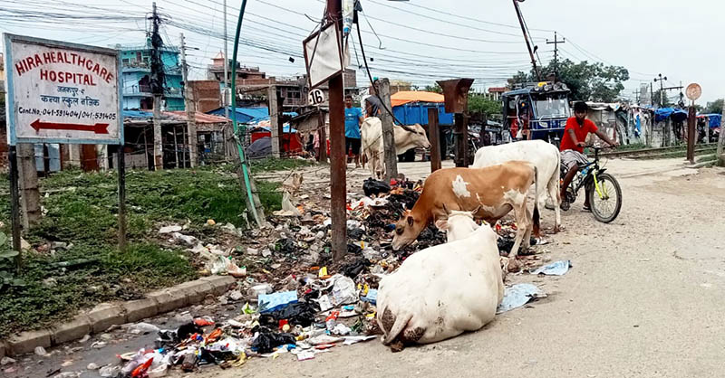 Janakpurdham-Waste-NIMJN-1786804607.jpg