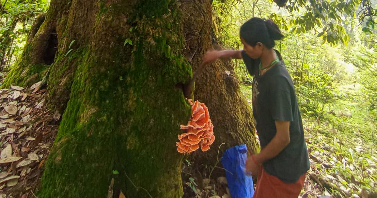 Poisonous Wild Mushrooms Claim Lives, Nepal Government Has No Dedicated Awareness Programs