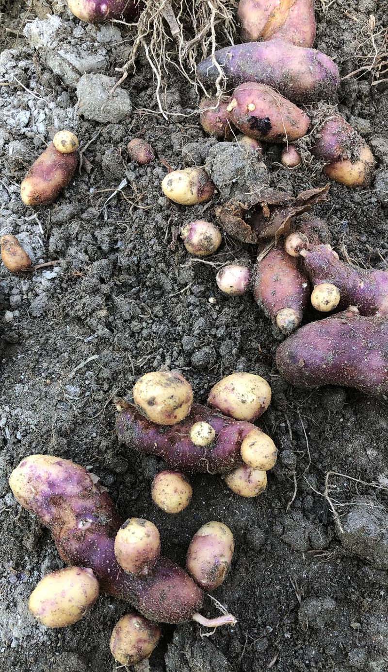 potato-NIMJN-1758196645.jpg